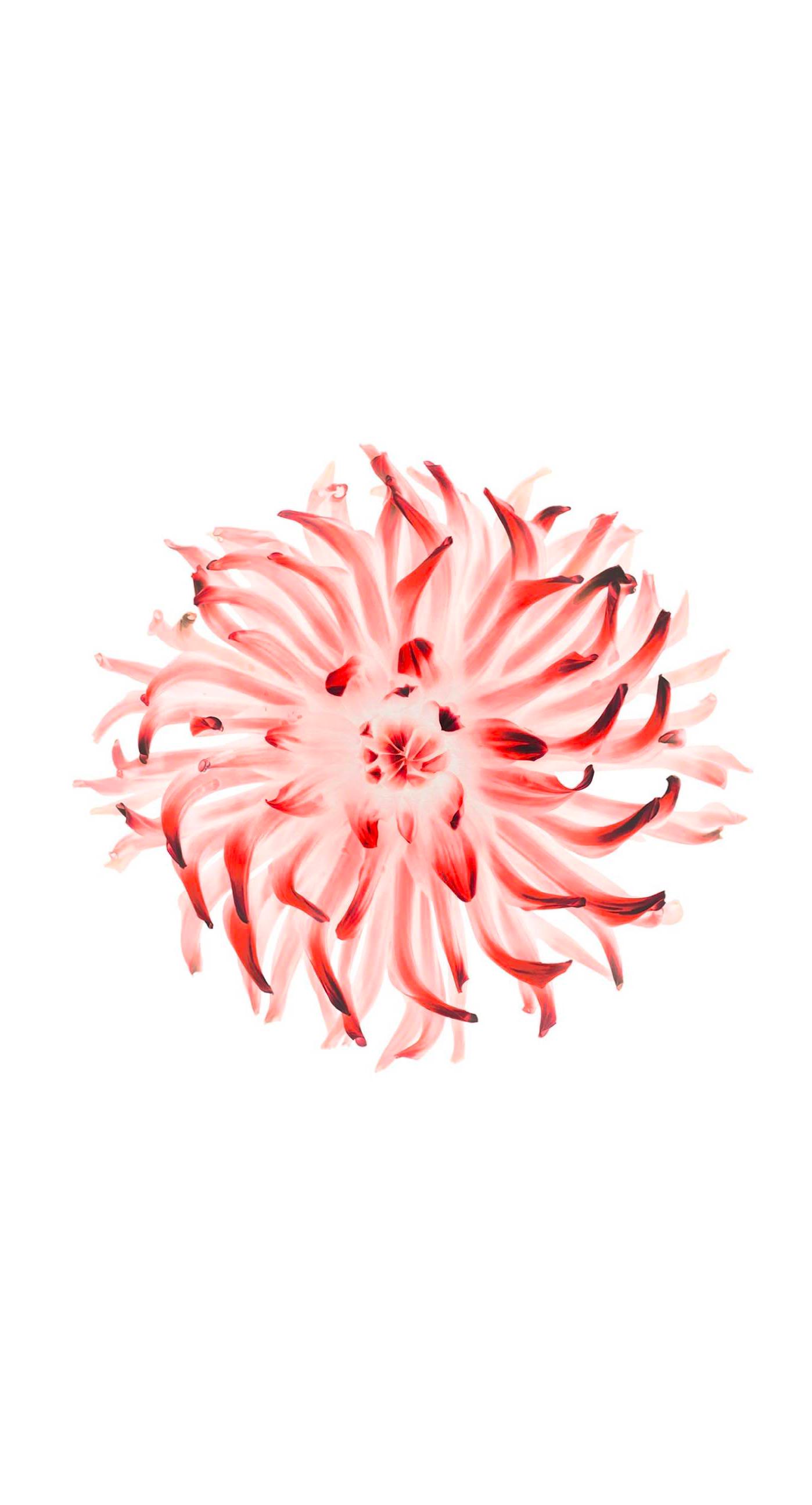 flower red white | wallpaper.sc iPhone6sPlus