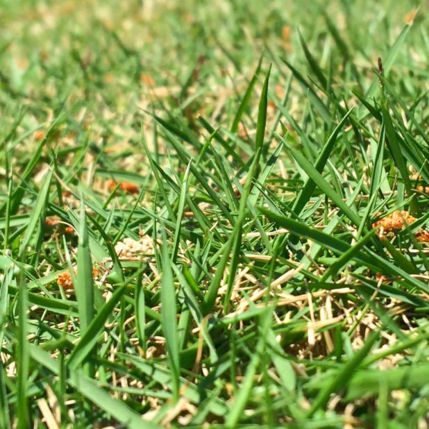 Landscape lawn green iPhone6s Plus / iPhone6 Plus Wallpaper