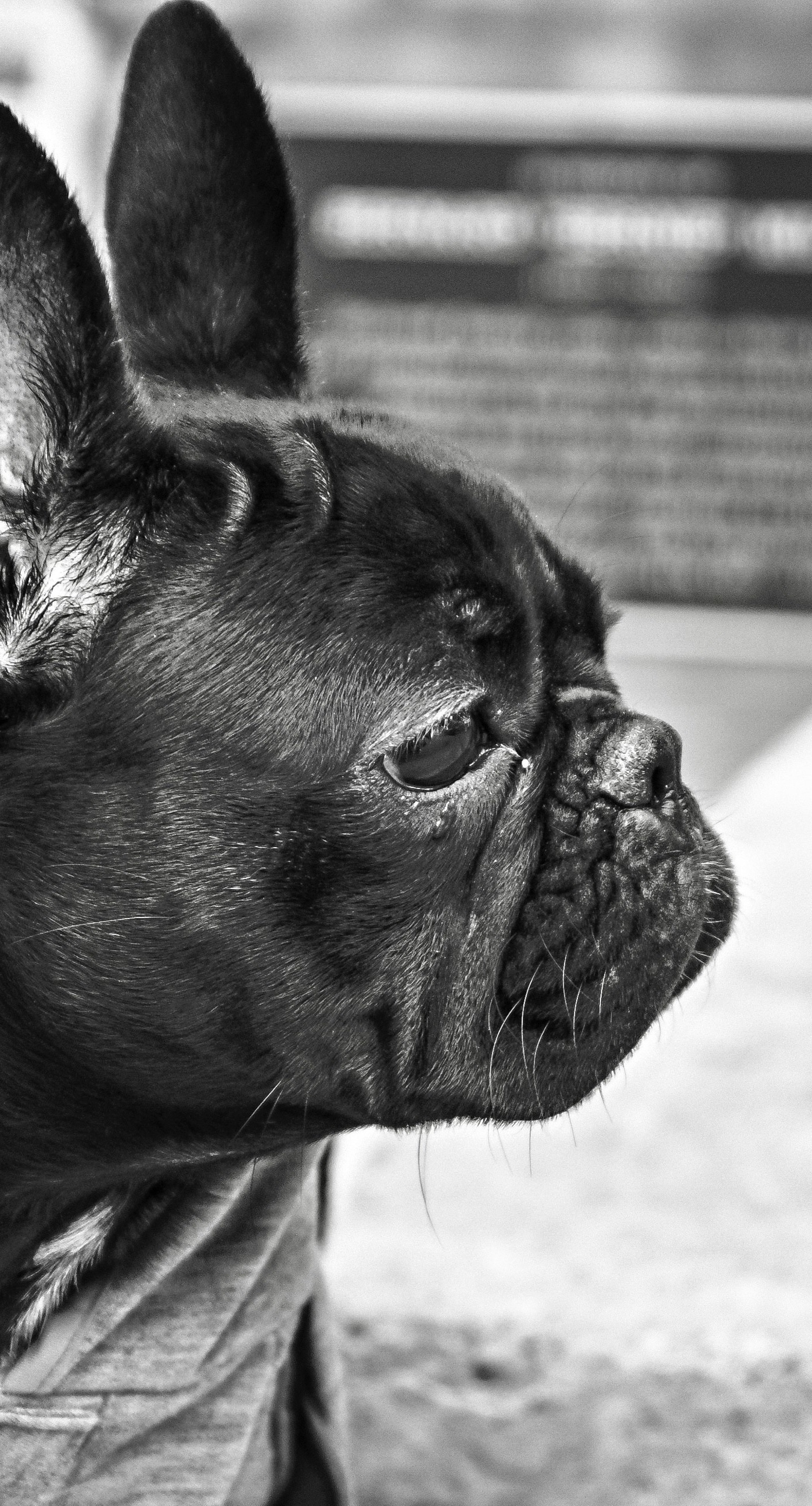 Dog black and white | wallpaper.sc iPhone6sPlus