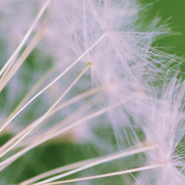 Plant fluff iPhone6s Plus / iPhone6 Plus Wallpaper
