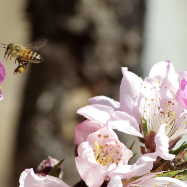 Landscape Sakura bees iPhone6s Plus / iPhone6 Plus Wallpaper