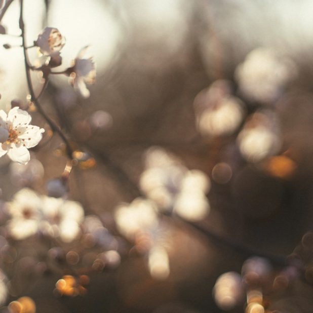 Landscape cherry blossom iPhone6s Plus / iPhone6 Plus Wallpaper