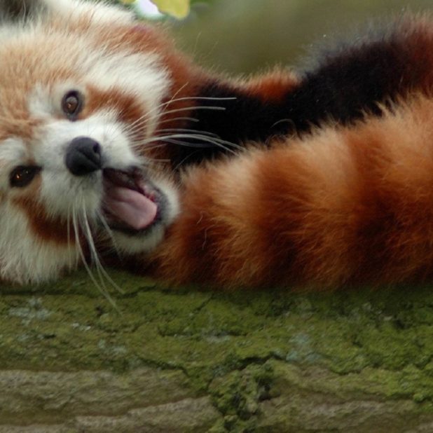 Animal red pandas iPhone6s Plus / iPhone6 Plus Wallpaper