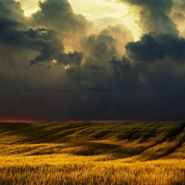 Grassland landscape iPhone6s Plus / iPhone6 Plus Wallpaper