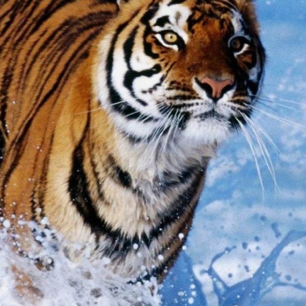 Animal tiger iPhone6s Plus / iPhone6 Plus Wallpaper