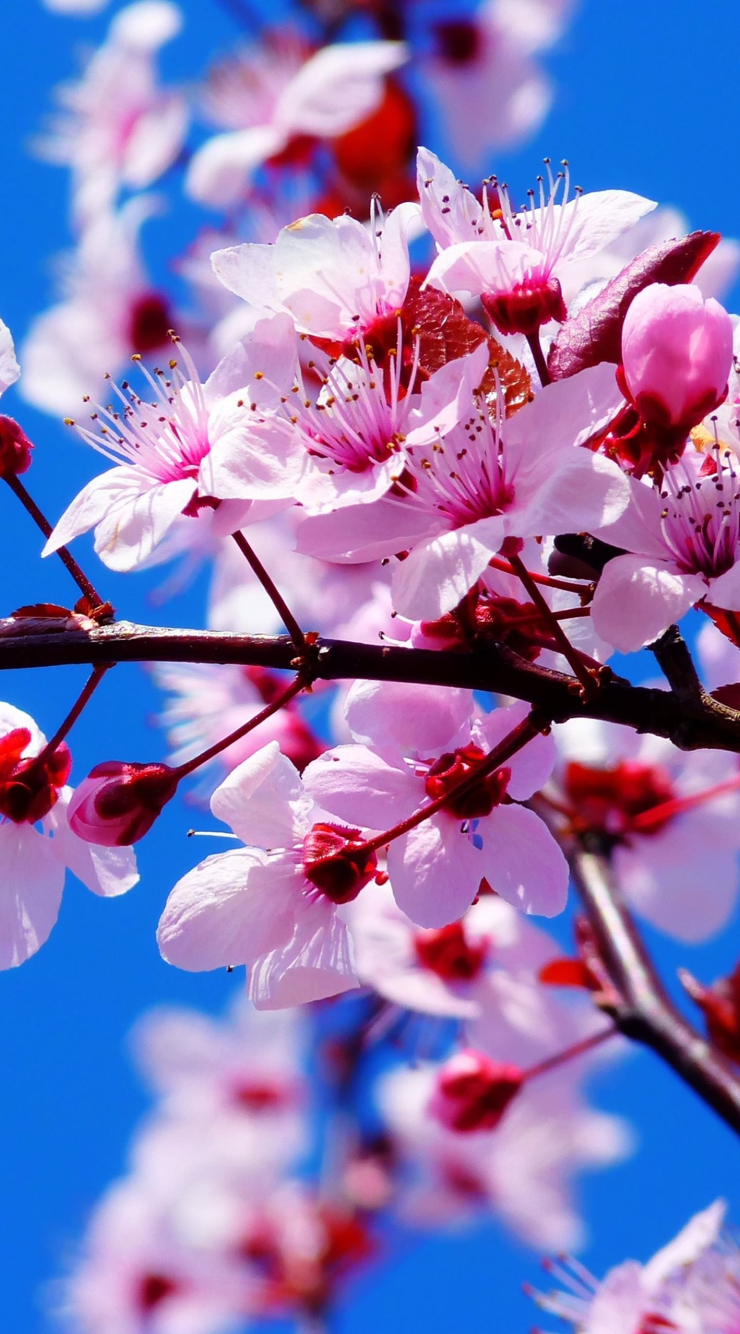 Красивые картинки на заставку экрана телефона. Черри блоссом май. Хонор Сакура. Красивое цветущее дерево.
