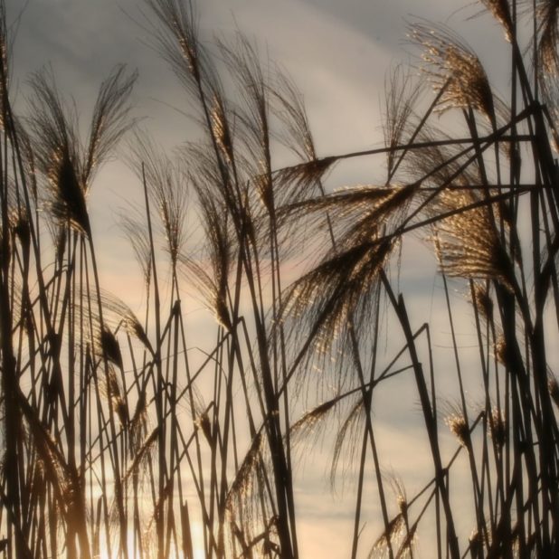 Natural pampas grass iPhone6s Plus / iPhone6 Plus Wallpaper