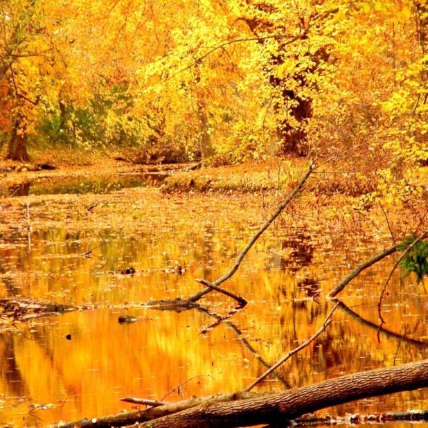 Landscape yellow autumn leaves iPhone6s Plus / iPhone6 Plus Wallpaper