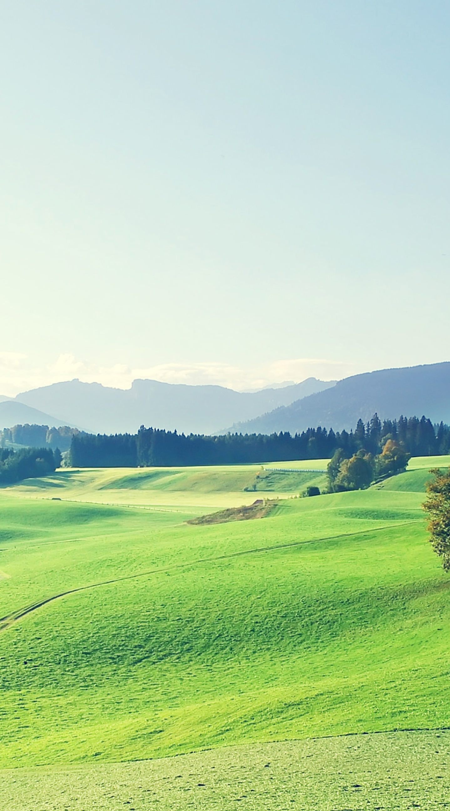 Зеленое поле. Природа поле. Луг с тропинкой. Зеленая природа. Зеленый луг что это.