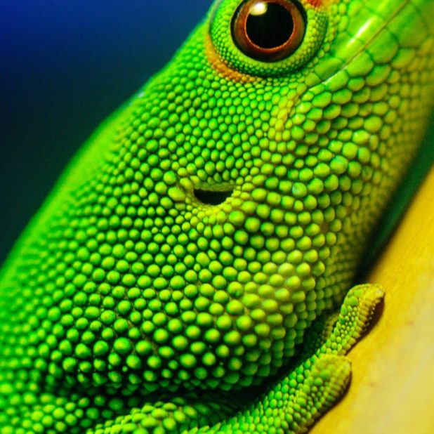 Animal green lizard iPhone6s Plus / iPhone6 Plus Wallpaper