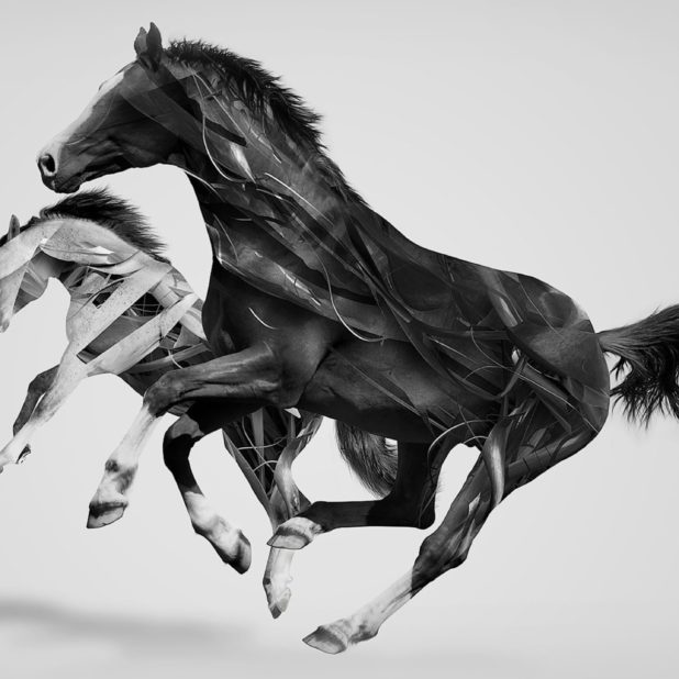 Animal horse iPhone6s Plus / iPhone6 Plus Wallpaper