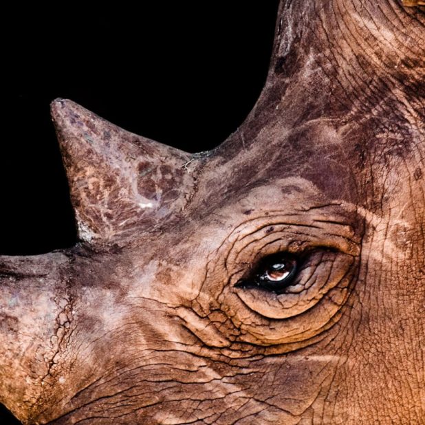 Animal rhino iPhone6s Plus / iPhone6 Plus Wallpaper