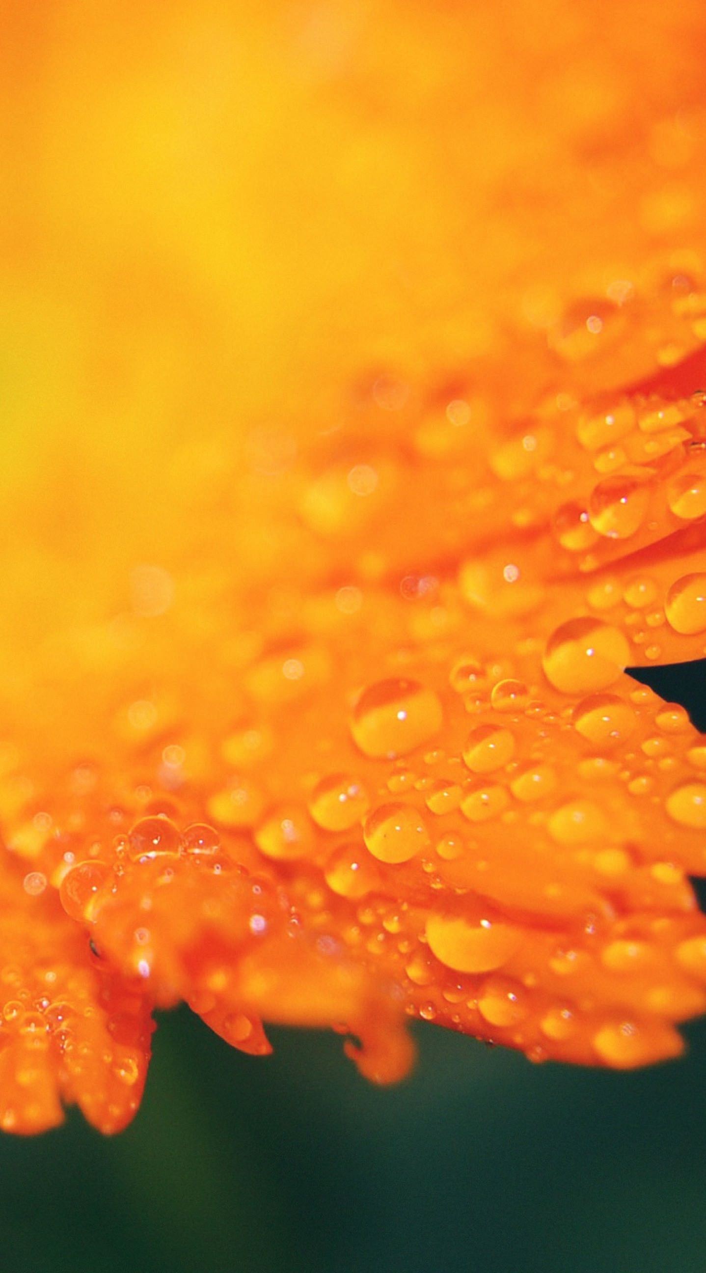 Полностью оранжевая. Оранжевый цвет. Оранжевый фон для фотошопа. Оранжевый прямоугольник. Полностью оранжевая.