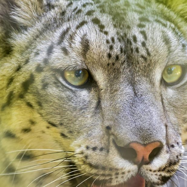 Animal leopard iPhone6s Plus / iPhone6 Plus Wallpaper
