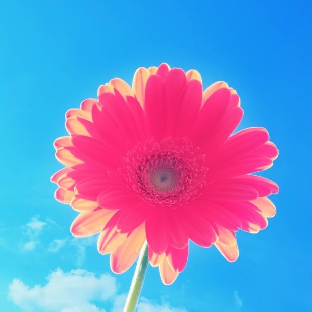 flower  sky  blue  red iPhone6s Plus / iPhone6 Plus Wallpaper