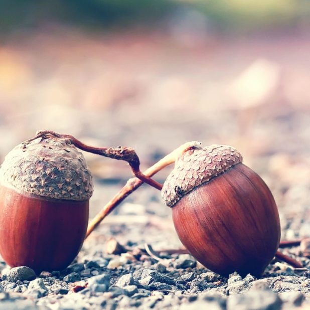 Acorn blurred landscape iPhone6s Plus / iPhone6 Plus Wallpaper