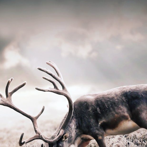 Animal deer iPhone6s Plus / iPhone6 Plus Wallpaper
