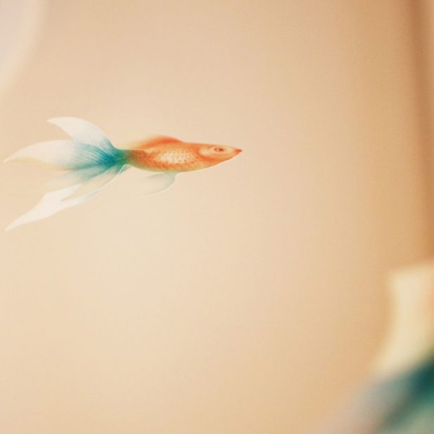 Goldfish fish blur iPhone6s Plus / iPhone6 Plus Wallpaper