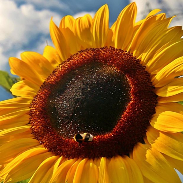 Sunflower sky flower iPhone6s Plus / iPhone6 Plus Wallpaper
