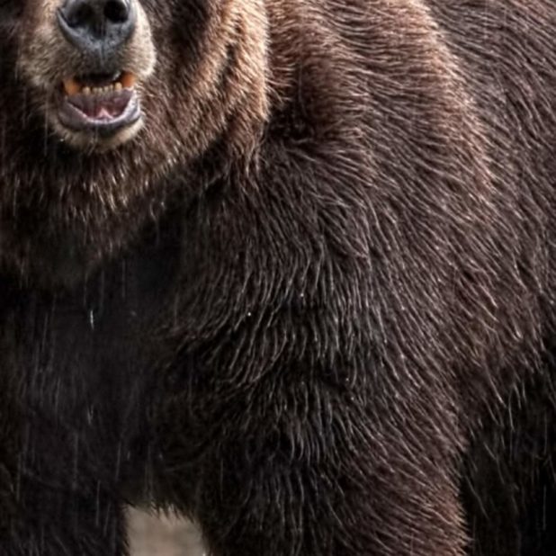 Animal bear iPhone6s Plus / iPhone6 Plus Wallpaper