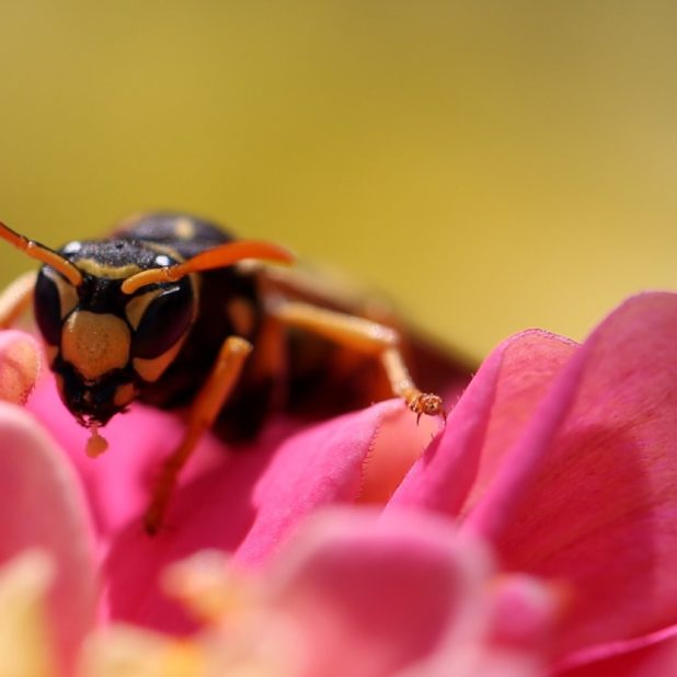 Bee insect blur flower iPhone6s Plus / iPhone6 Plus Wallpaper