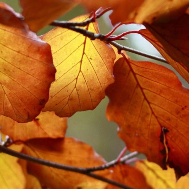 Autumn Leaves Nature iPhone6s Plus / iPhone6 Plus Wallpaper
