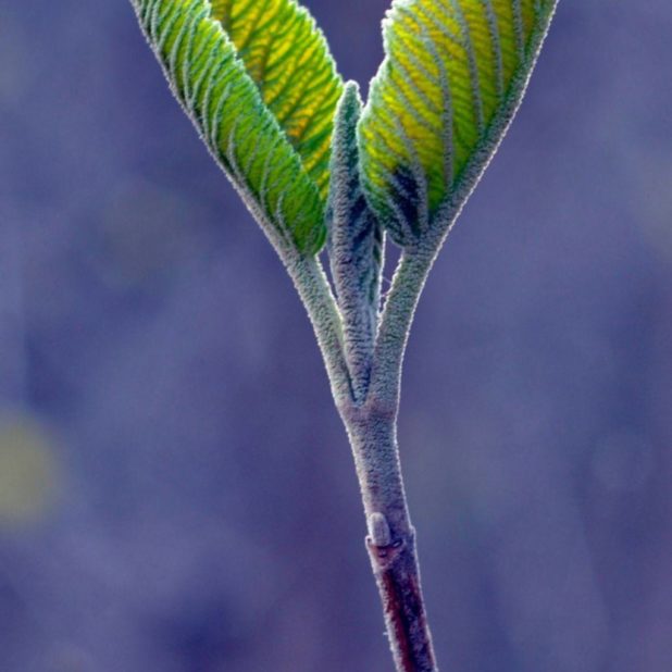 Leaf nature green blue blur iPhone6s Plus / iPhone6 Plus Wallpaper