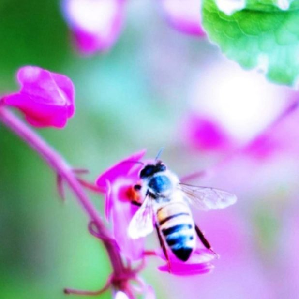 Bee blur flower nature iPhone6s Plus / iPhone6 Plus Wallpaper