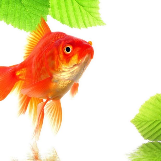 Goldfish green red iPhone6s Plus / iPhone6 Plus Wallpaper