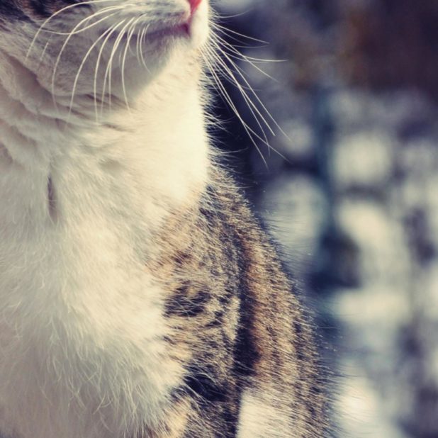 Cat animal blur iPhone6s Plus / iPhone6 Plus Wallpaper