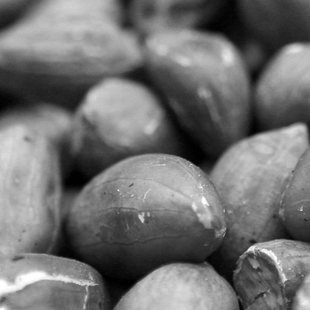 Monochrome beans iPhone6s Plus / iPhone6 Plus Wallpaper