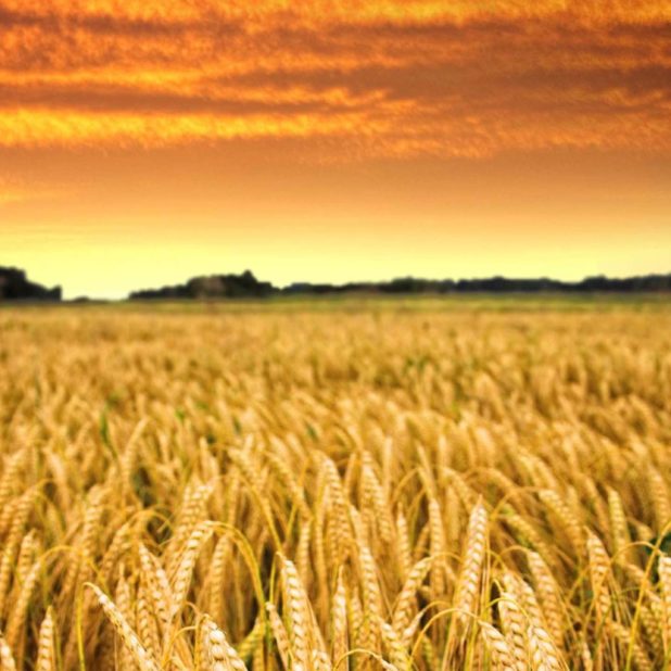 Rice scenery sky sunset iPhone6s Plus / iPhone6 Plus Wallpaper