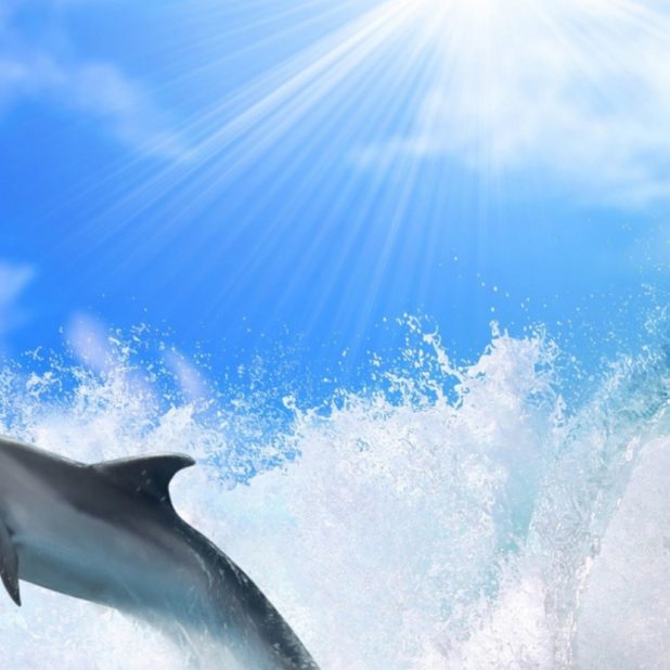 Sea dolphin sun iPhone6s Plus / iPhone6 Plus Wallpaper