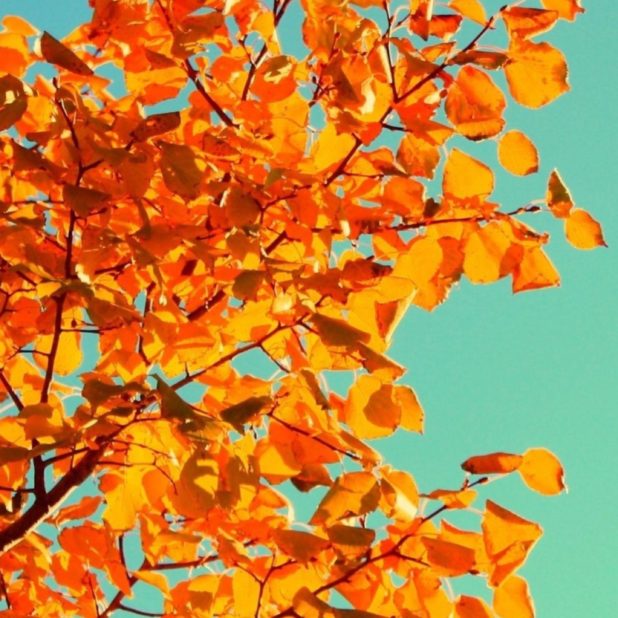 Leaf foliage sky iPhone6s Plus / iPhone6 Plus Wallpaper