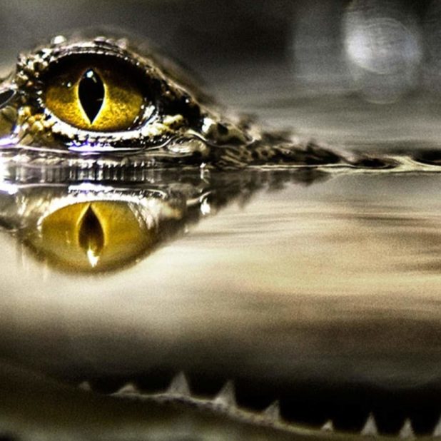 Cool water crocodile iPhone6s Plus / iPhone6 Plus Wallpaper