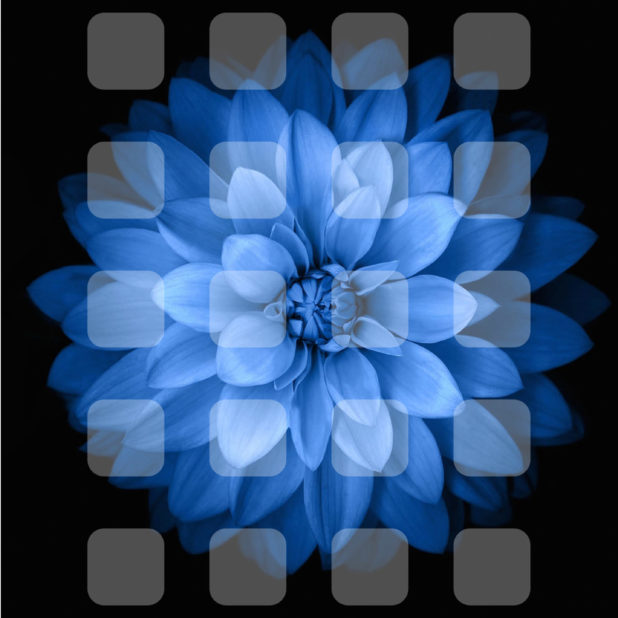 Blue black and white flower shelf iPhone6s Plus / iPhone6 Plus Wallpaper