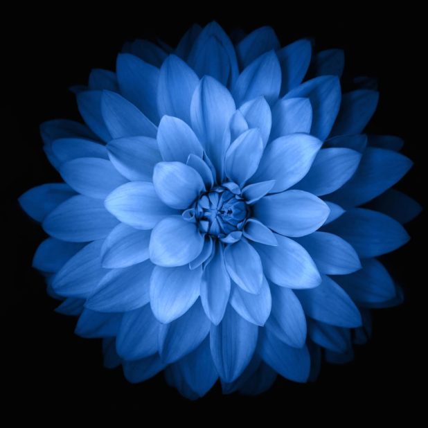 Blue black flower iPhone6s Plus / iPhone6 Plus Wallpaper