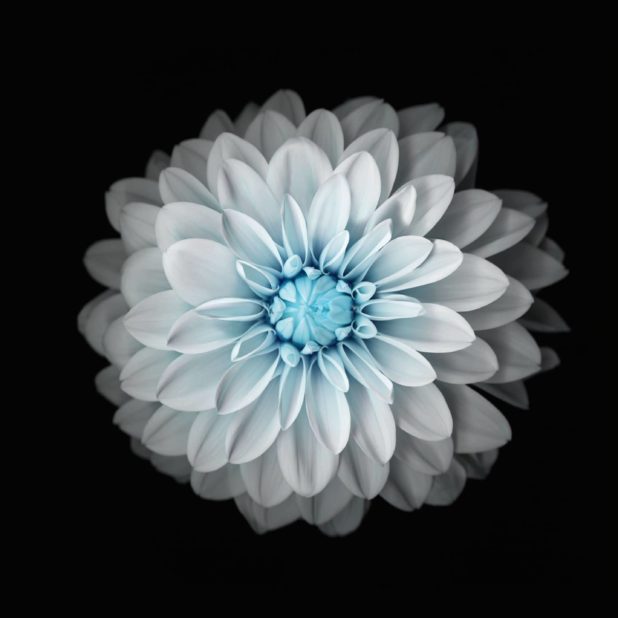 Flower black and white iPhone6s Plus / iPhone6 Plus Wallpaper