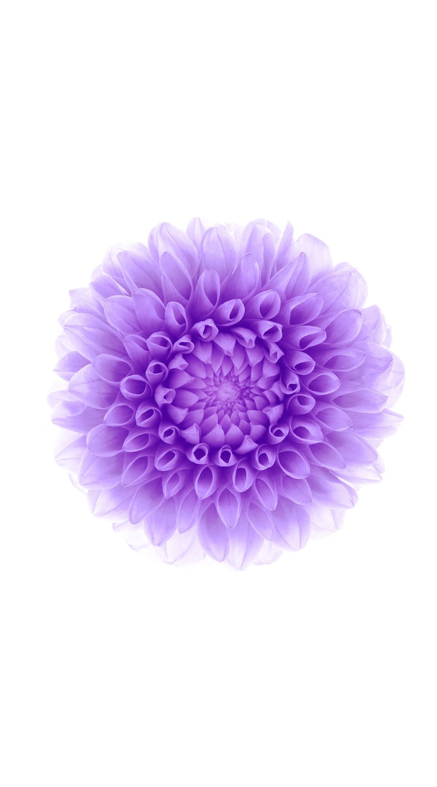 flower purple white | wallpaper.sc iPhone6sPlus