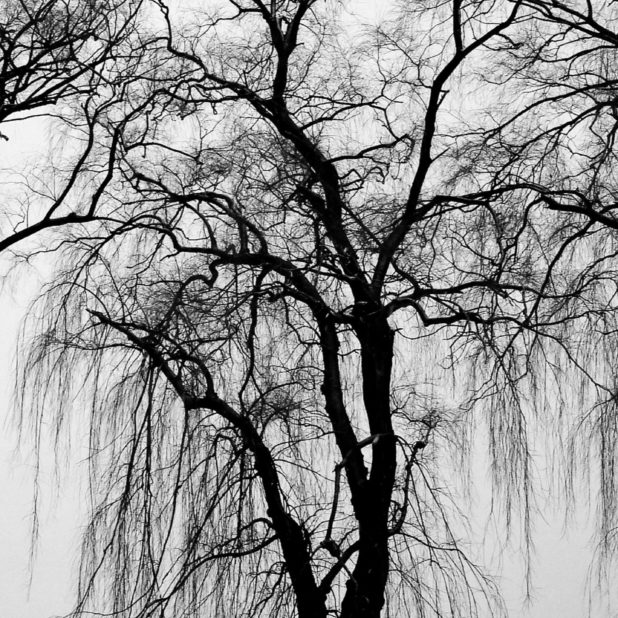 Landscape trees black and white iPhone6s Plus / iPhone6 Plus Wallpaper