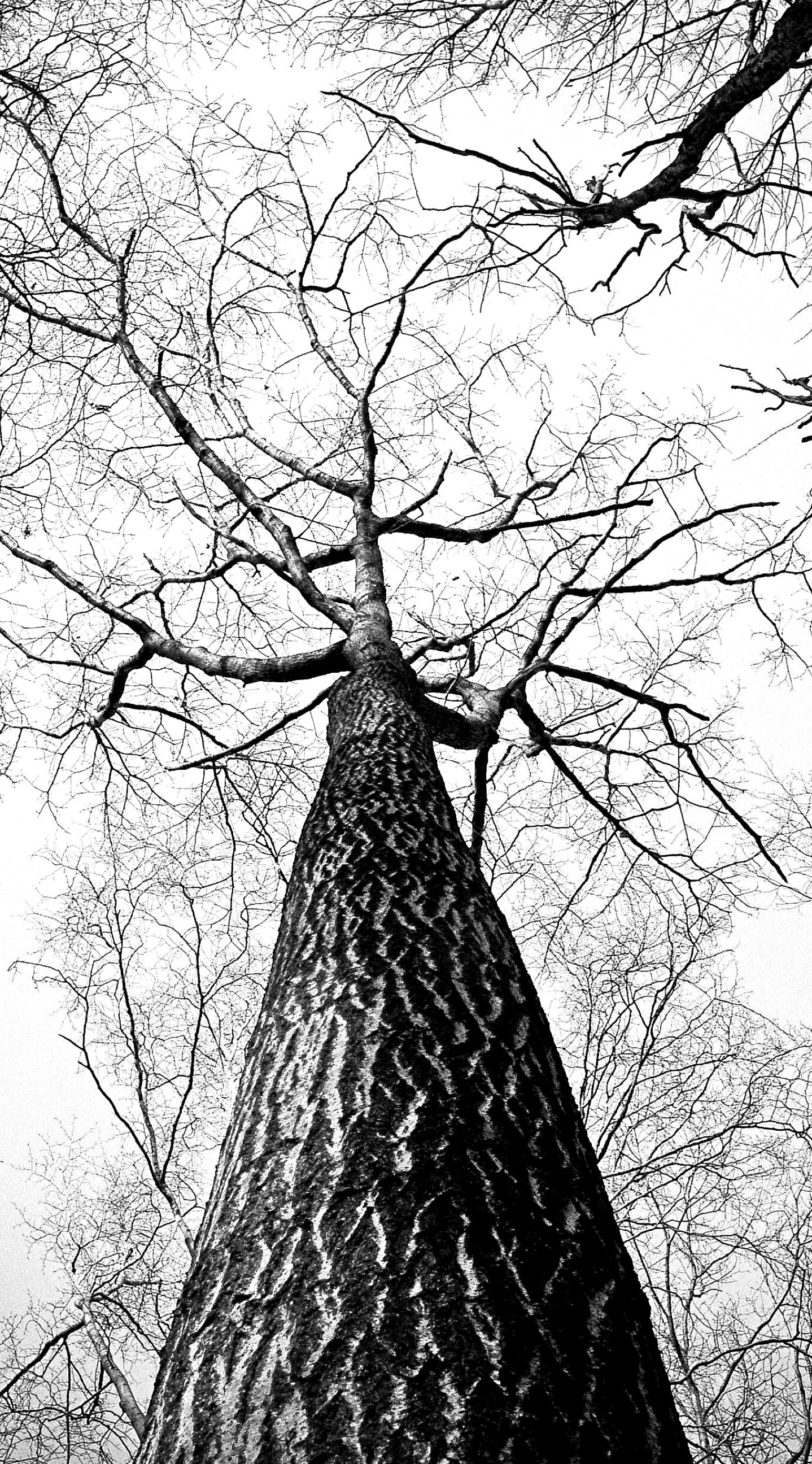 Landscape trees black and white | wallpaper.sc iPhone6sPlus
