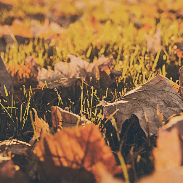Landscape dead leaves fall blur iPhone6s Plus / iPhone6 Plus Wallpaper