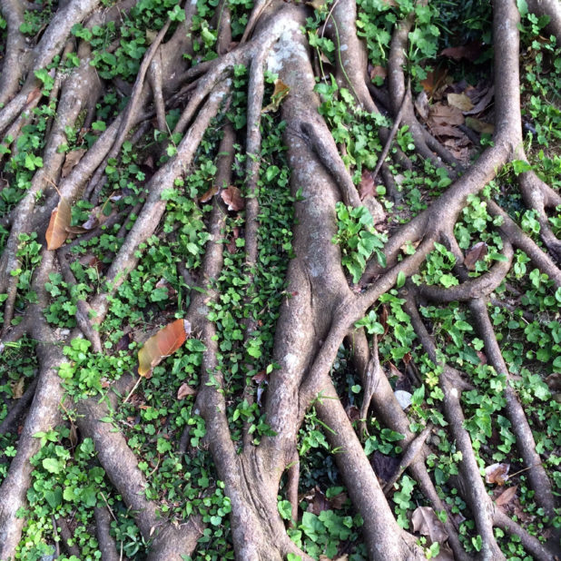 Natural green tea tree roots iPhone6s Plus / iPhone6 Plus Wallpaper