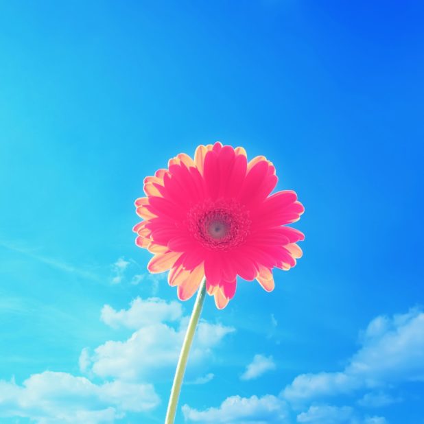 flower  sky  blue  red iPhone6s Plus / iPhone6 Plus Wallpaper