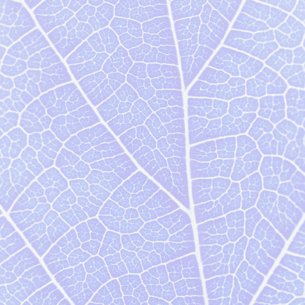 Pattern vein Blue purple iPhone6s Plus / iPhone6 Plus Wallpaper