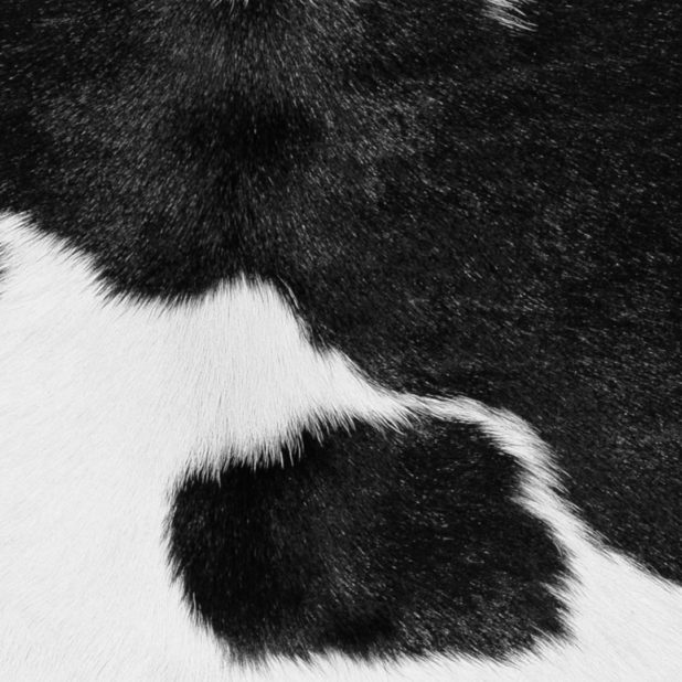 Fur Round Black and white peach color iPhone6s Plus / iPhone6 Plus Wallpaper