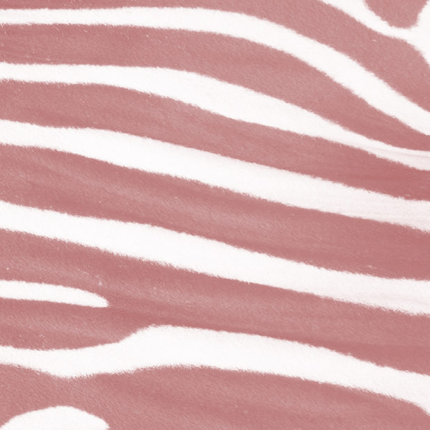 Zebra pattern orange iPhone6s Plus / iPhone6 Plus Wallpaper