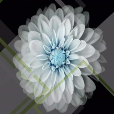 Flower Cool iPhone7 Wallpaper