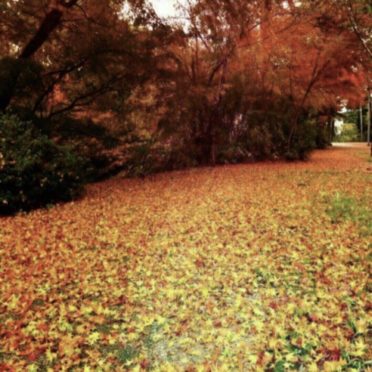 Autumn leaves fallen leaves iPhone7 Wallpaper