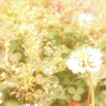 White clover flower iPhone7 Wallpaper